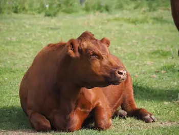 Ferme de la Planche (Blote voeten pad) (België)